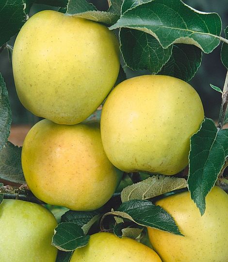 Jabloň 'Golden Delicious'